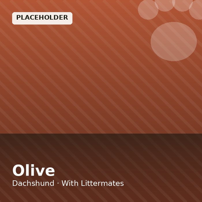 Olive photo 4