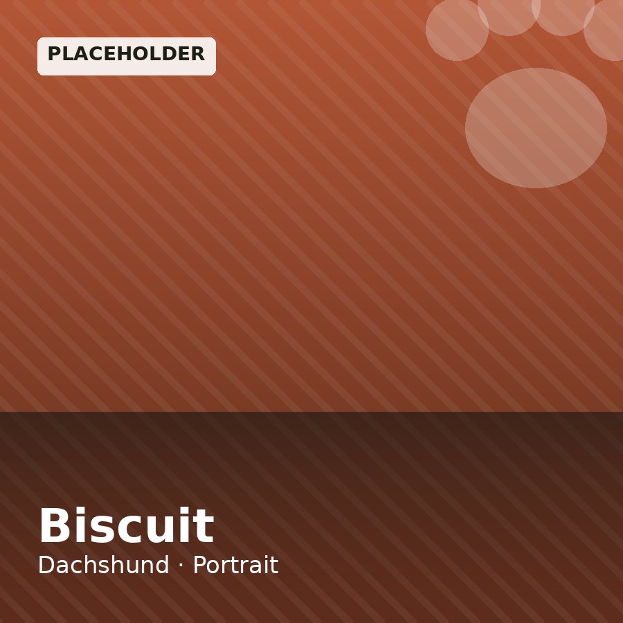 Biscuit, Dachshund puppy, Female, Chocolate & Tan
