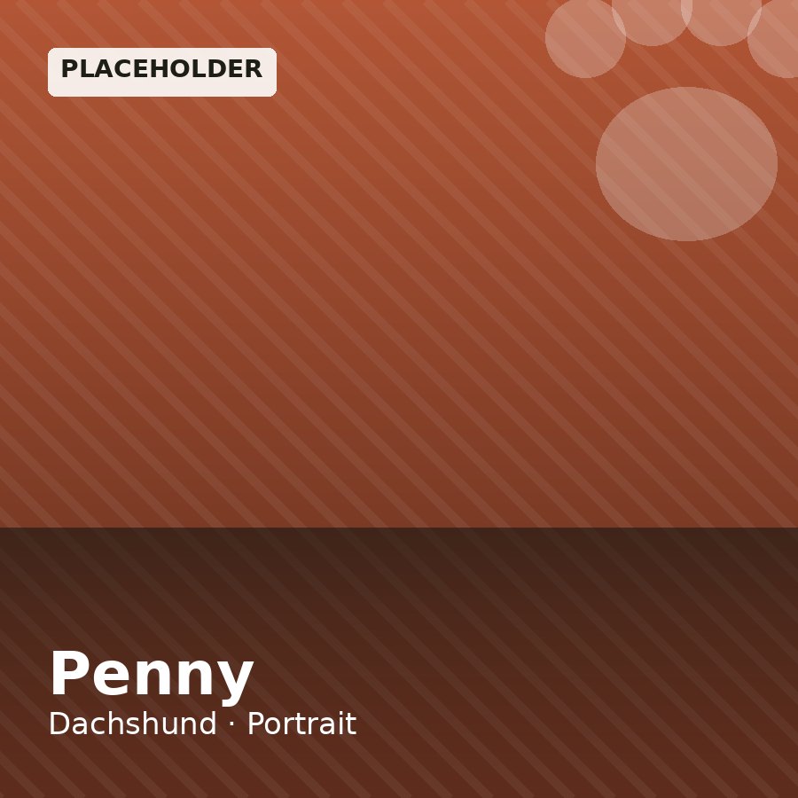 Penny, Dachshund puppy, Female, Chocolate & Tan