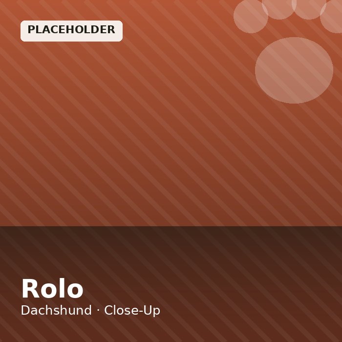 Rolo photo 3