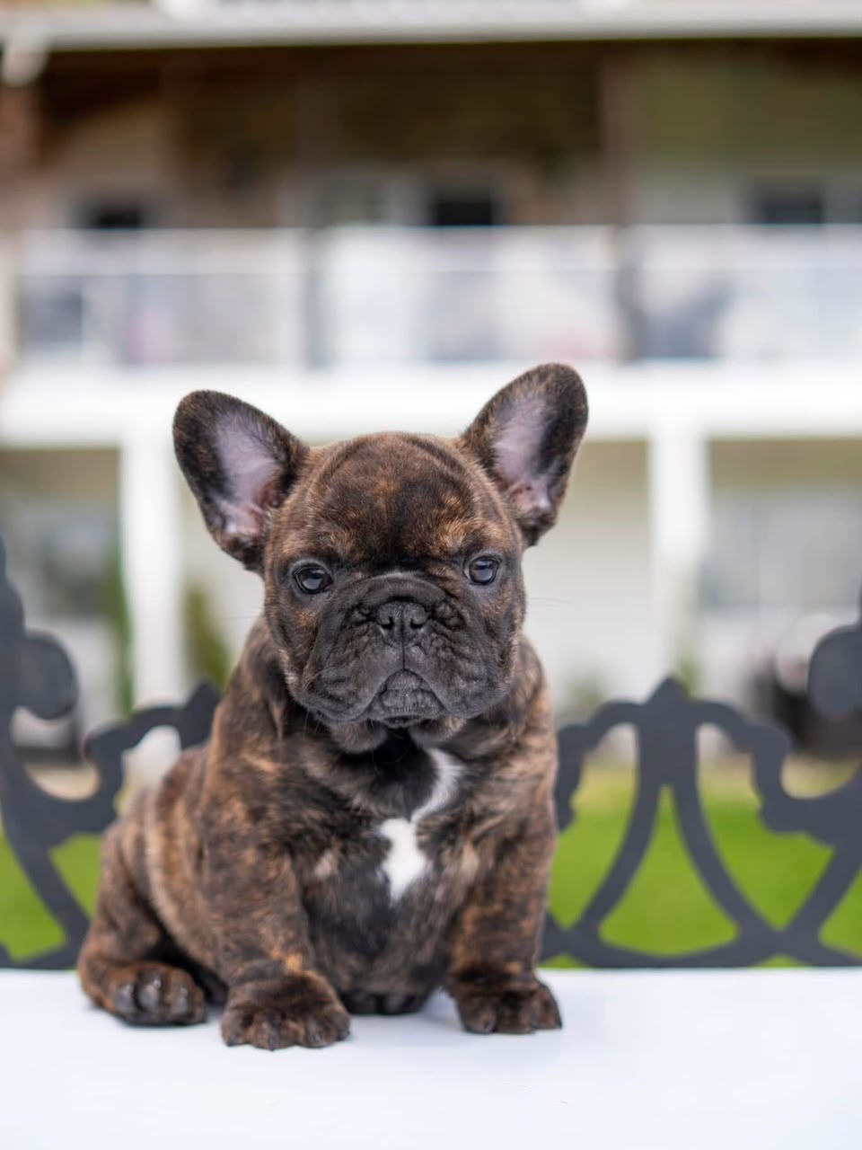 Nala photo 3