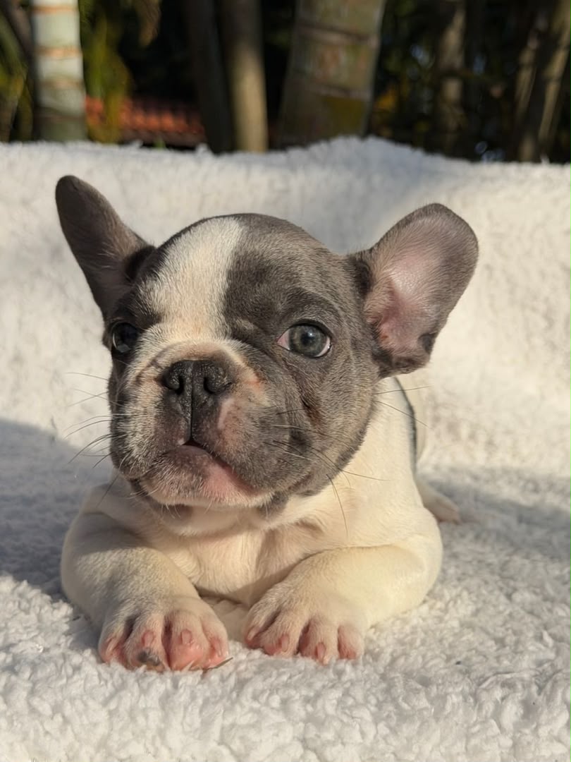 Peanut photo 3