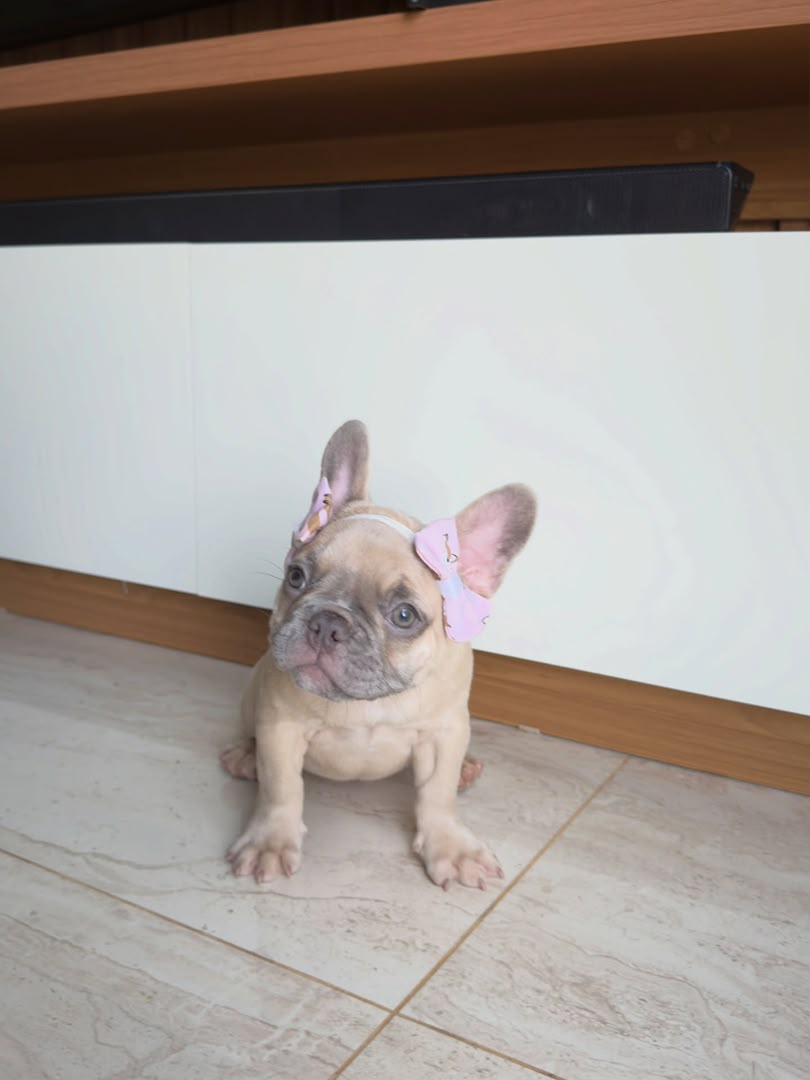 Luna, French Bulldog puppy, Female, Cream