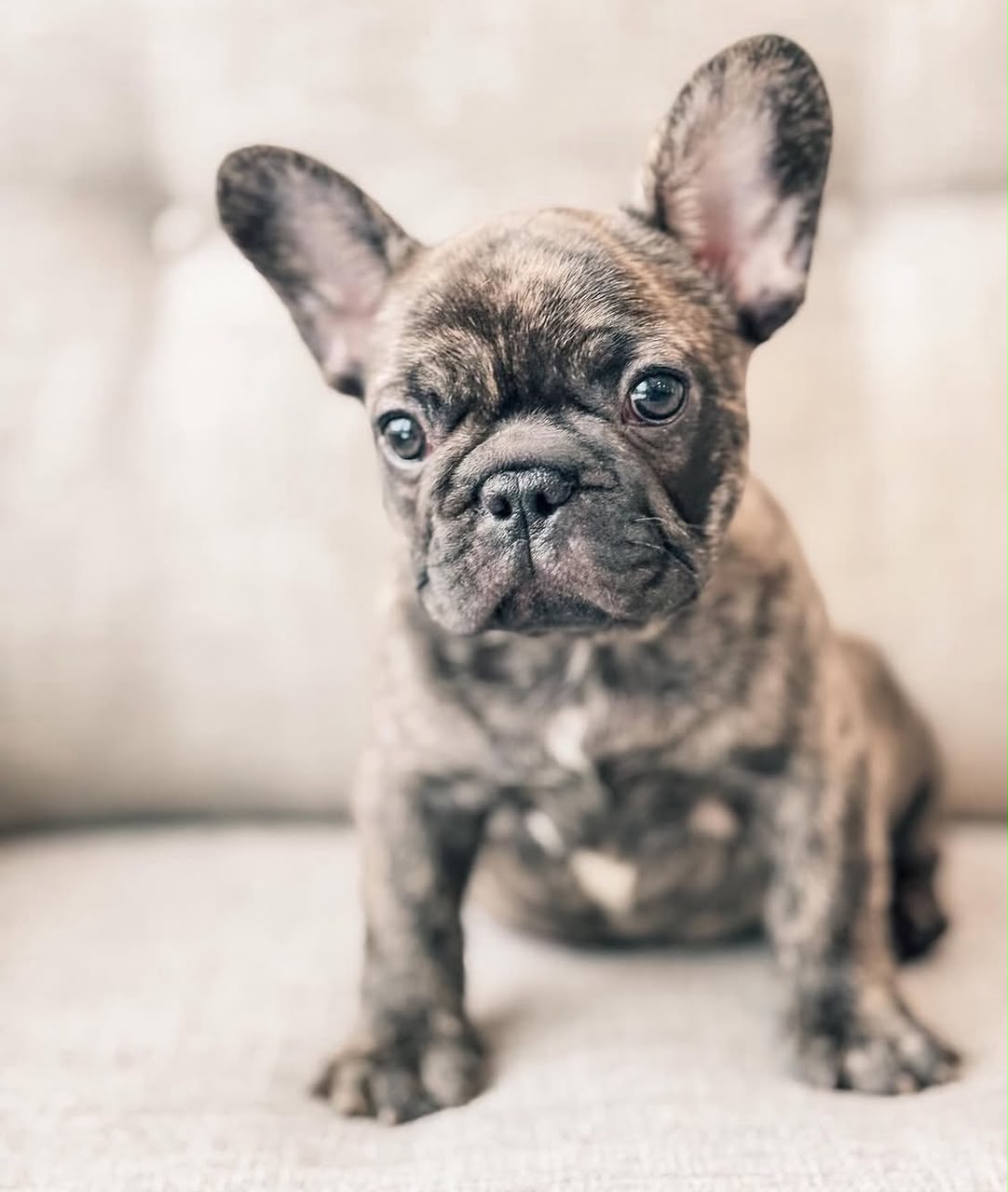 Gus, French Bulldog puppy, Female, Brindle