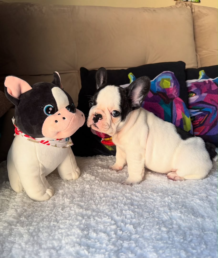 Daisy, French Bulldog puppy