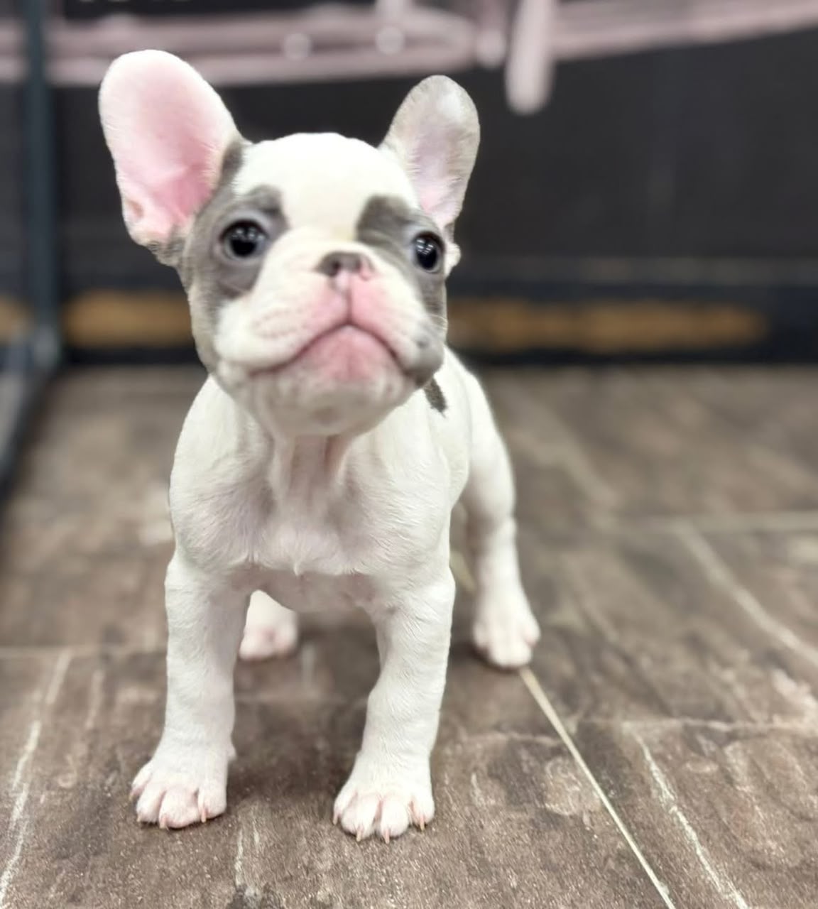 Mabel photo 2