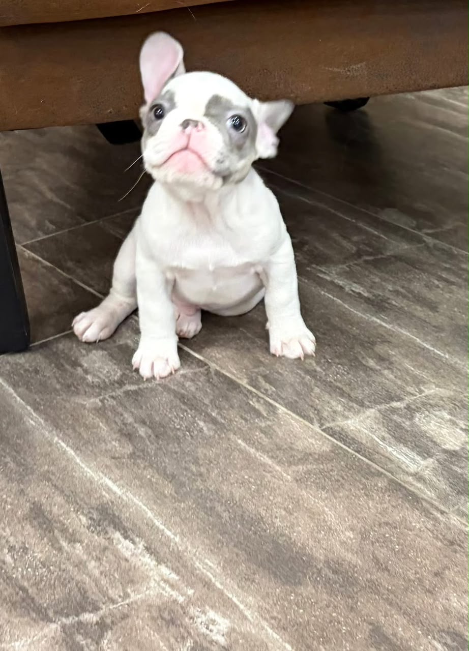 Mabel photo 3