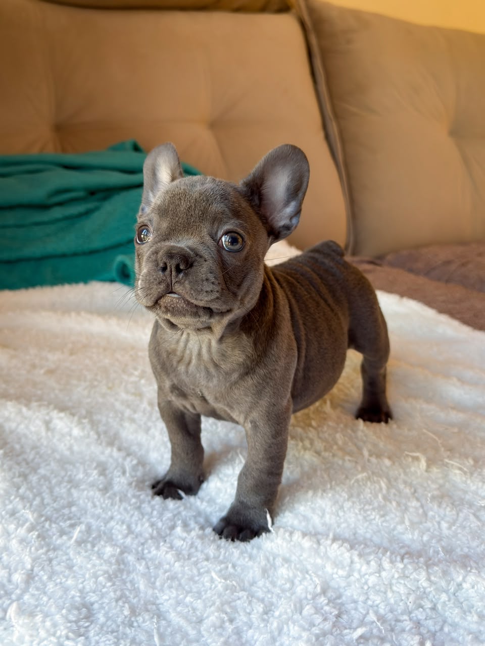 Hugo, French Bulldog puppy, Male, Fawn