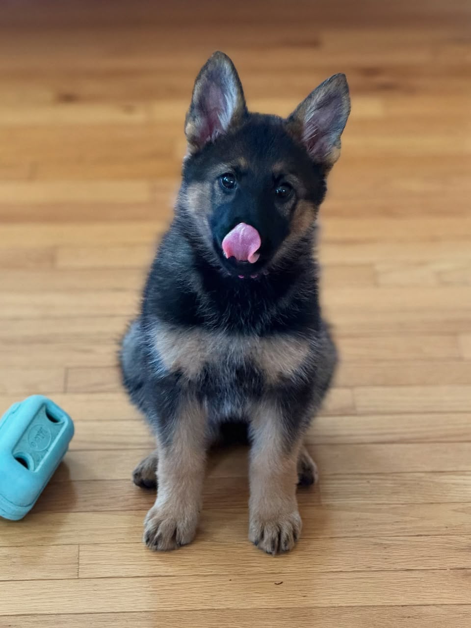 Rex, German Shepherd puppy, Male, Sable
