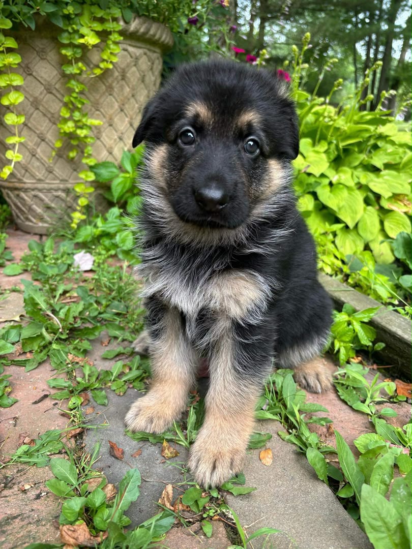 Luna, German Shepherd puppy, Female, Sable