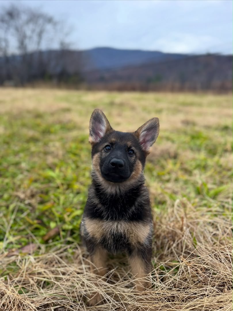 Sasha photo 2