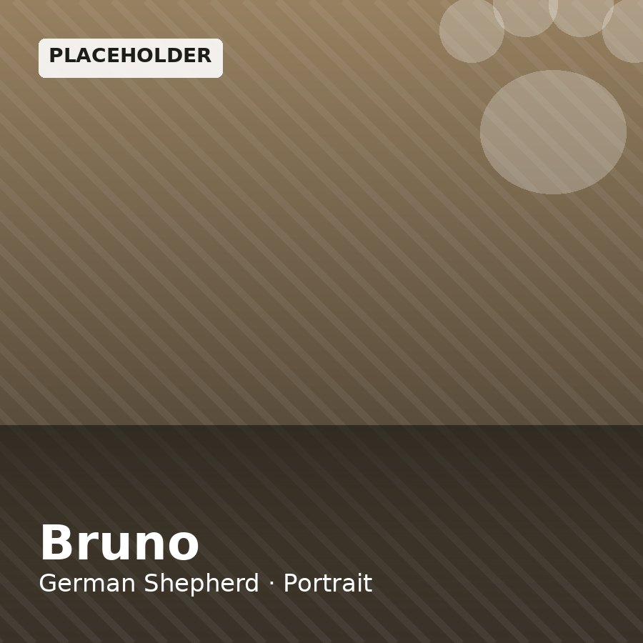 Bruno, German Shepherd puppy, Female, Sable
