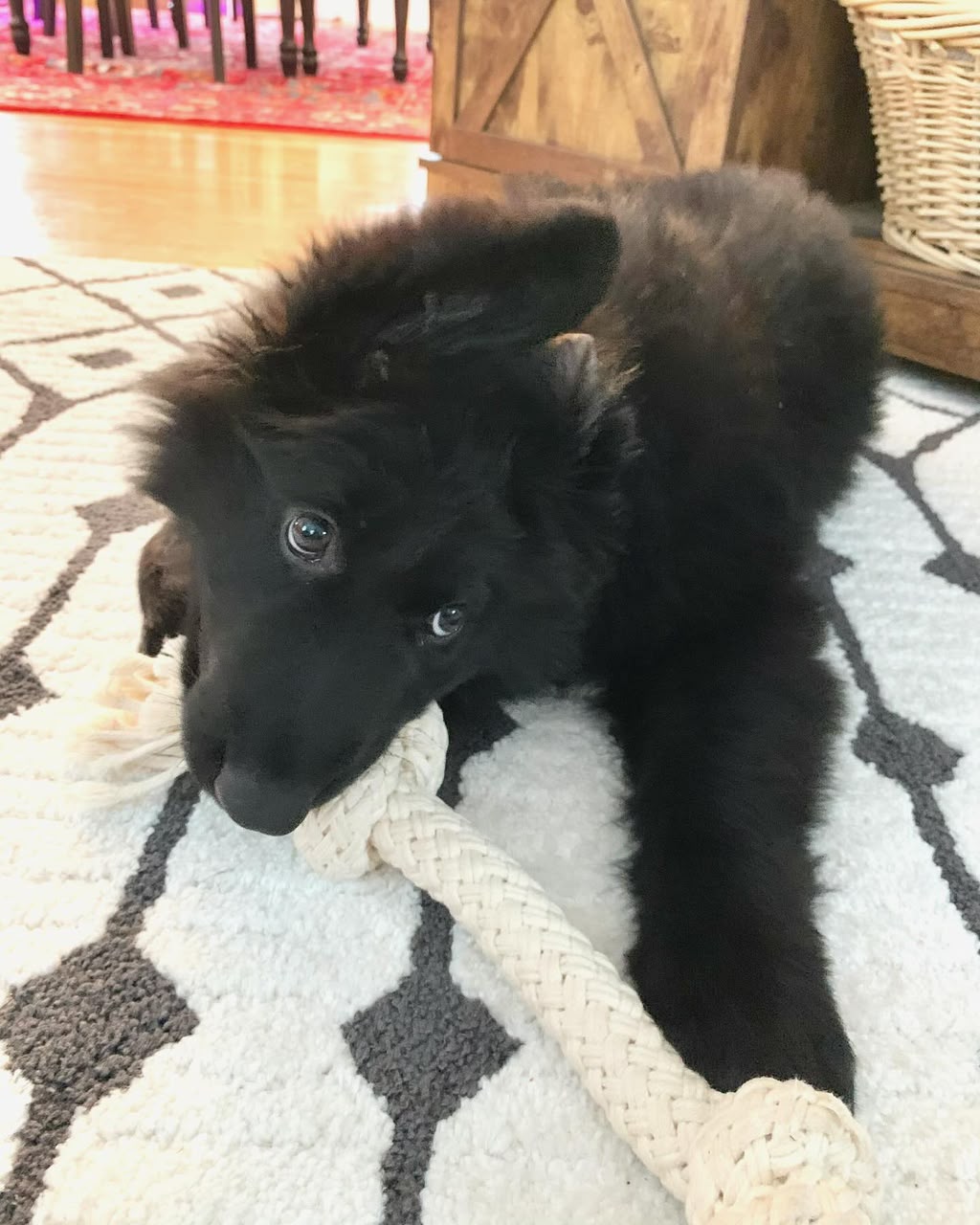 Kira photo 4