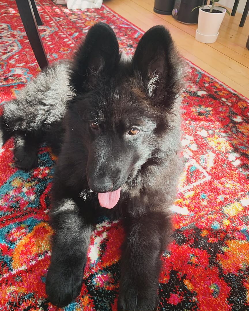 Loki, German Shepherd puppy, Male, Solid Black