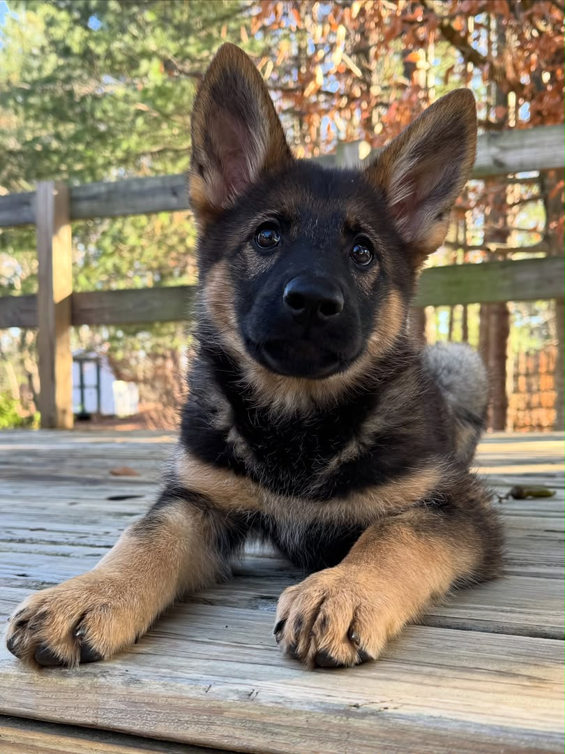 Maverick photo 3