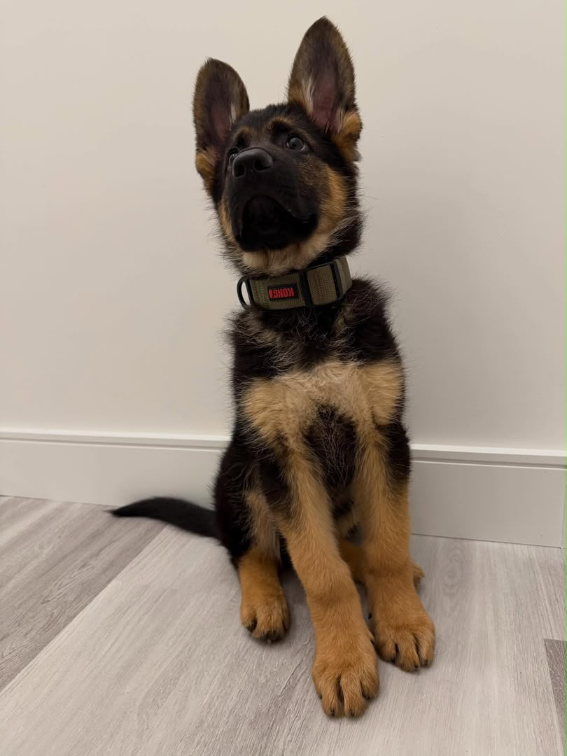 Ranger photo 2