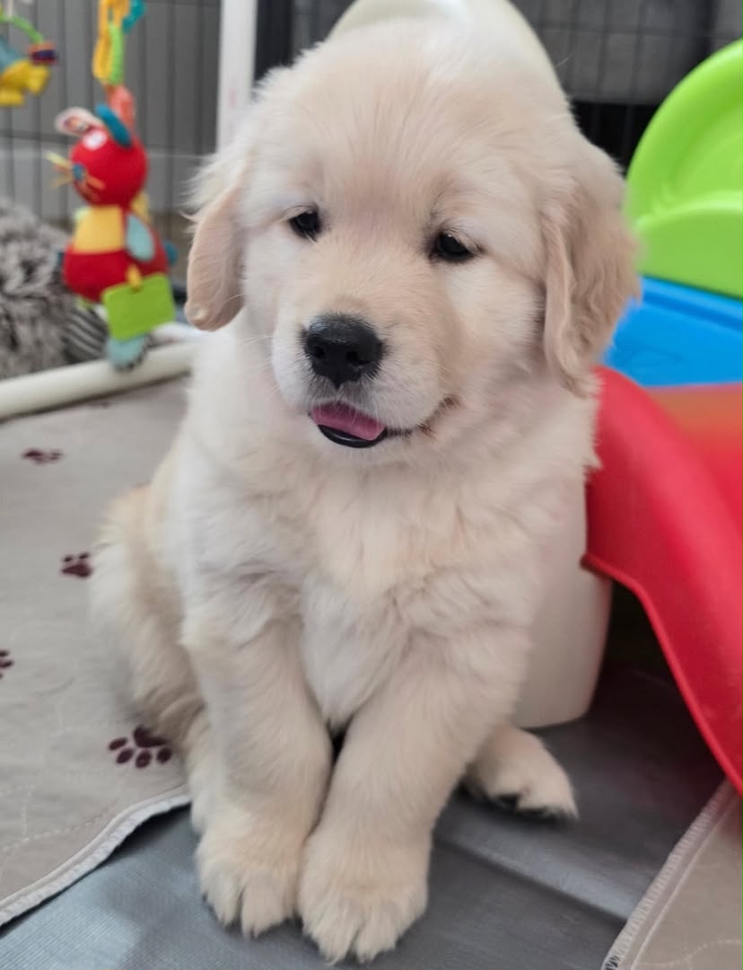 Sunny, Golden Retriever puppy