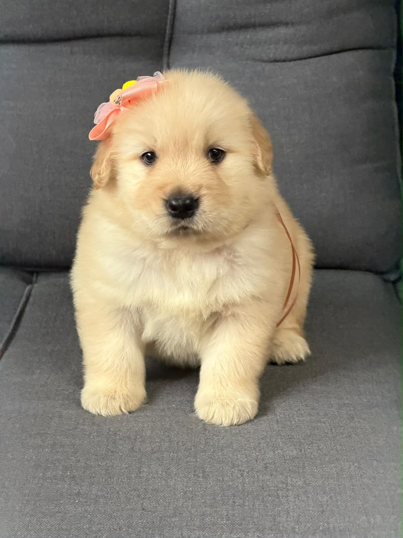 Maple photo 2