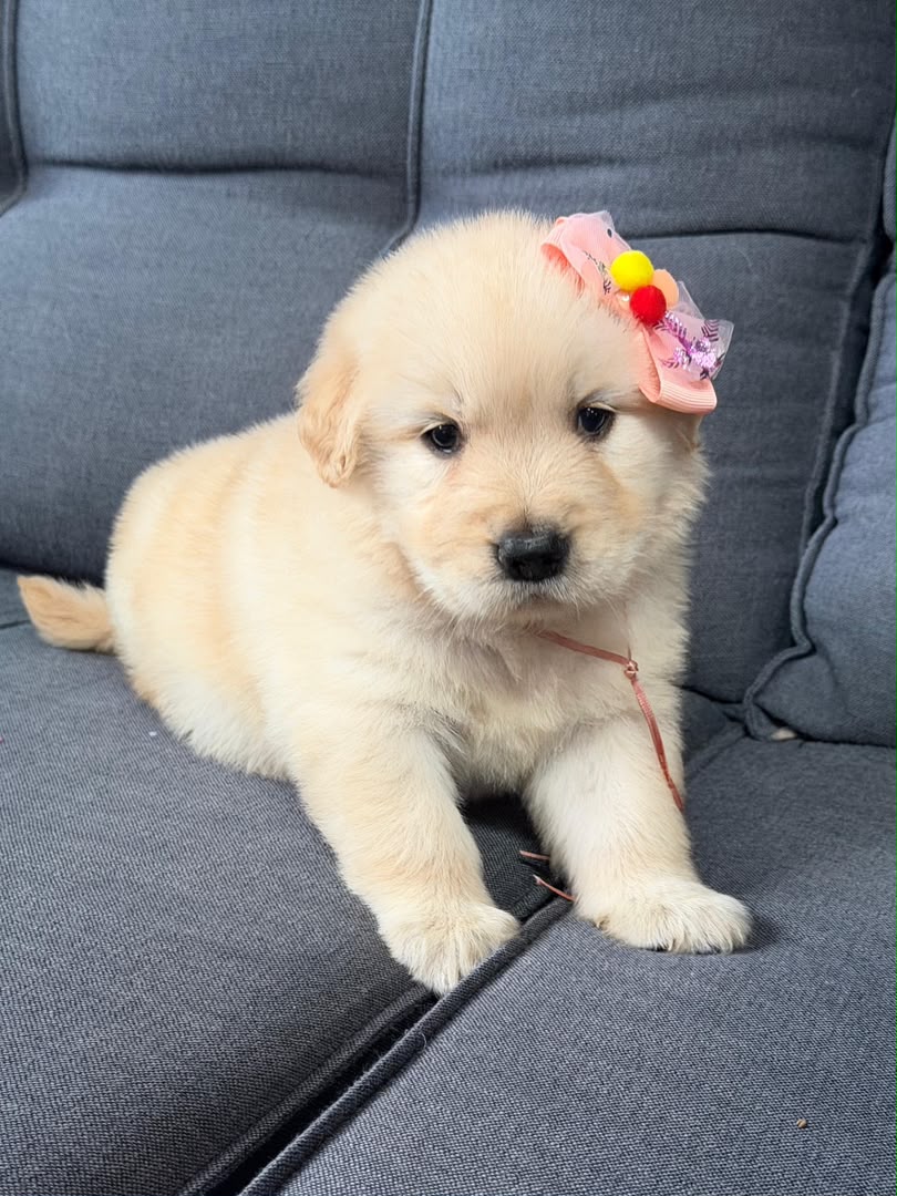 Maple photo 4