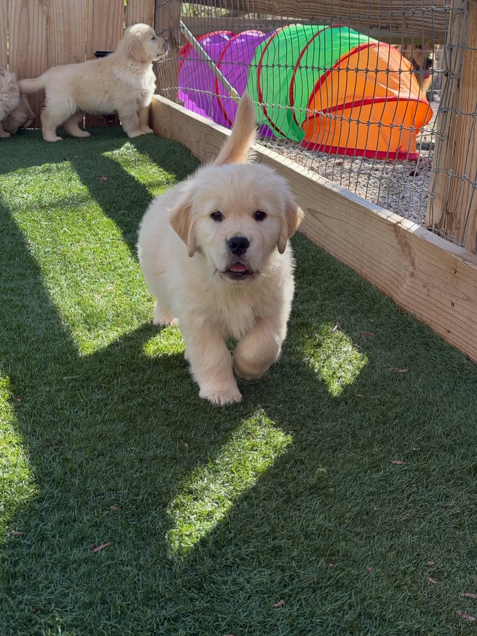 Honey photo 3