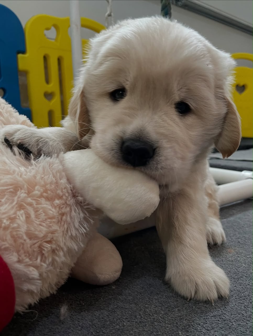 Jasper photo 4