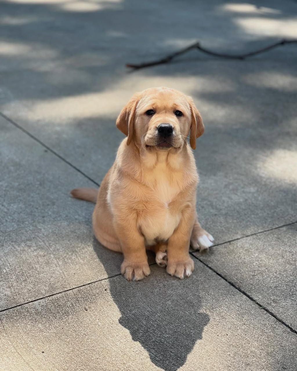 Buddy photo 4