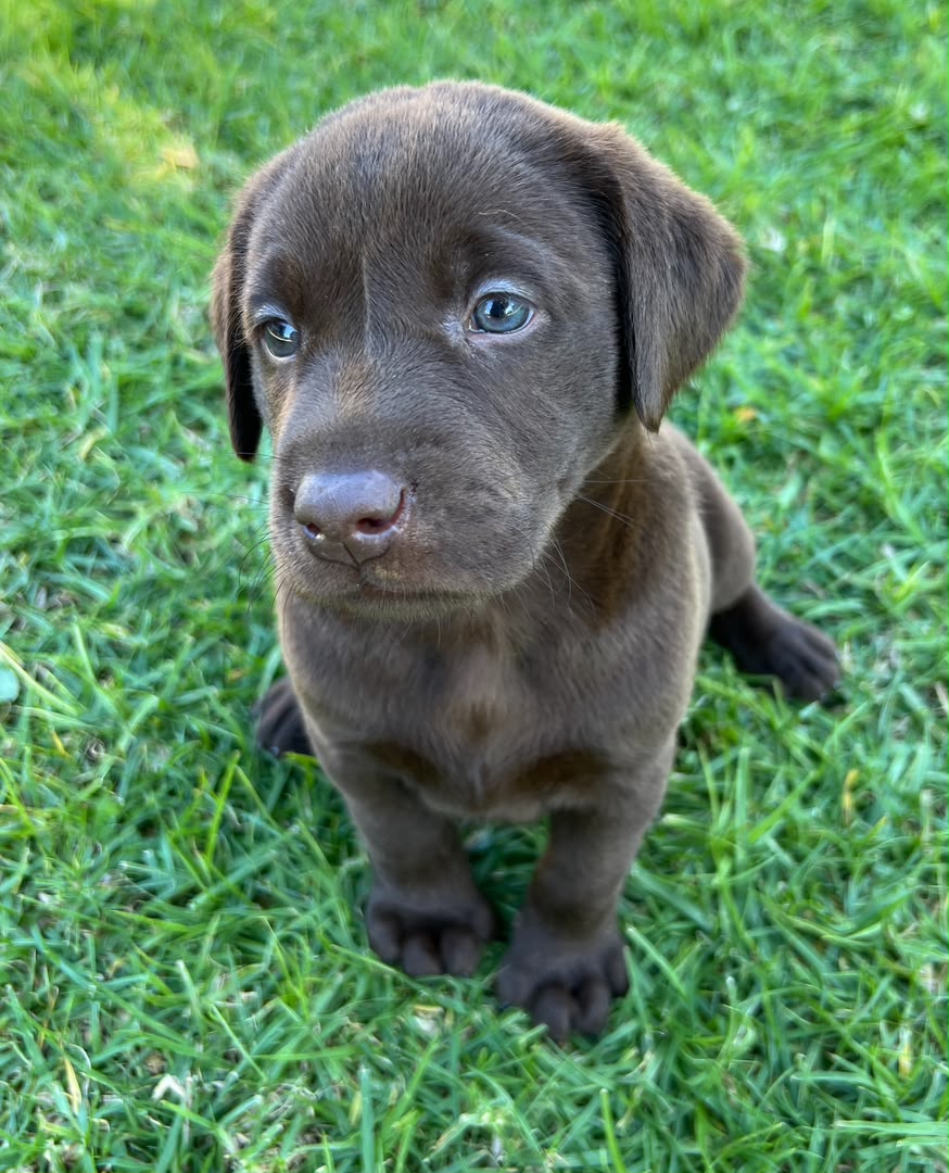 Rocky, Labrador Retriever puppy, Female, Chocolate