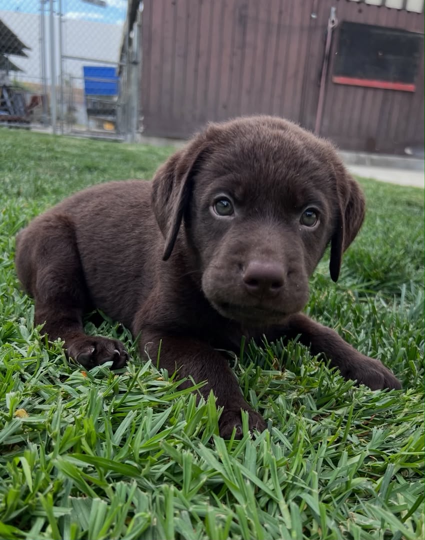 Ellie photo 2