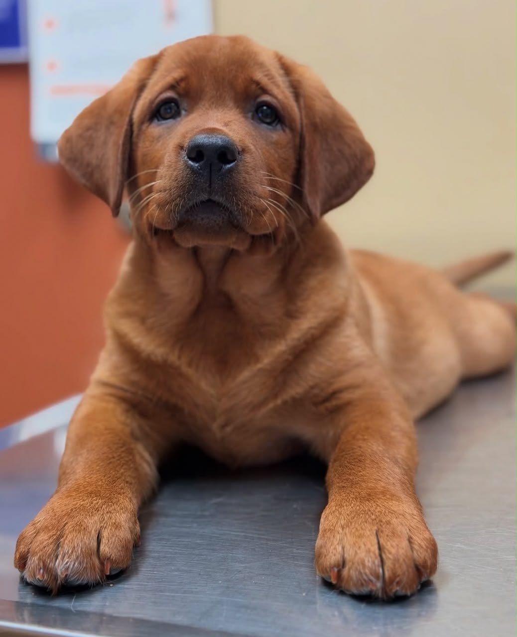 Zeus photo 3