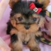 Buster/PUPPY SOLD❌