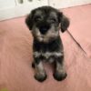 Webbie/PUPPY RESERVED❌